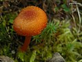 Hygrocybe turunda