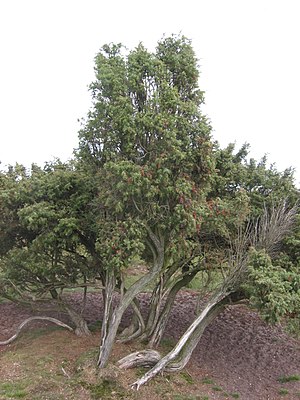 Juniperus communis subsp. communis en Nederlando