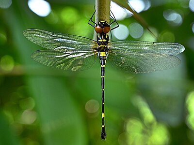 Female