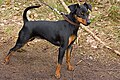 Miniature Pinscher