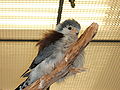 African Pygmy Falcon