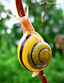 Cepaea hortensis, con el labio blanco