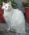 Turkish Angora