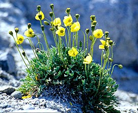 Polar-Mohn (Papaver radicatum)