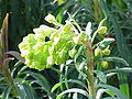 E. characias