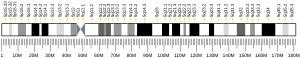 Hromosom 5 (čovjek)