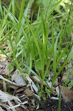 Kahar nurmikas (Poa remota)