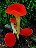 Several mushrooms growing from rotting wood, with white stems and scarlet red cup-shaped caps.