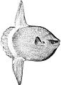 Image 73The huge ocean sunfish, a true resident of the ocean epipelagic zone, sometimes drifts with the current, eating jellyfish. (from Pelagic fish)