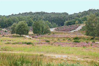 Die Wahner Heide