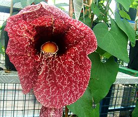 Кирказон гигантский (Aristolochia gigantea)