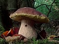 Hřib smrkový Boletus edulis