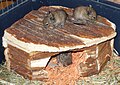 Three common degu pups, eight days old