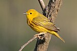 Thumbnail for Yellow warbler