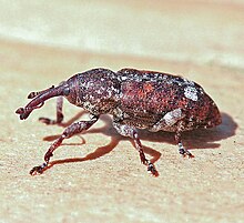 Eastern Pine Weevil (Pissodes nemorensis).jpg