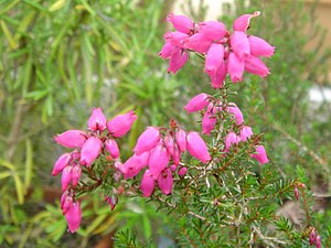 에리카(Erica cinerea)