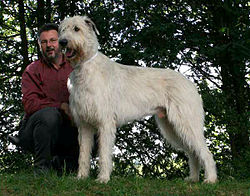 Image illustrative de l’article Irish wolfhound