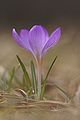 Krokus (Crocus)