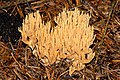 Ramaria eumorpha