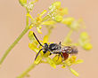 Sphecodes olivieri, זכר על פיגמית מגובששת, הנגב