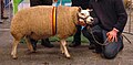 Mouton texel (type belge) lors d'un concours.