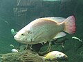 Oreochromis mossambicus at Barcelona Zoo