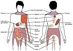 Thumbnail for Referred pain