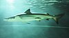 a bronze-colored shark viewed against the water surface