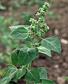 Chenopodium vulvaria