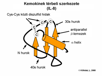 Three dimensional structure of chemokines