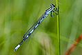 Lándzsás légivadász (Coenagrion hastulatum) - hím