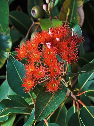 Corymbia ficifolia