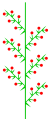 Homeothetic compound raceme