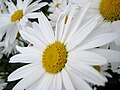 Gartenblume Magerwiesen-Margerite - Sachsen - Germany