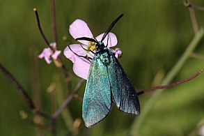 Dorsal view