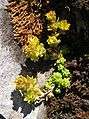 Borracina alpestre (Sedum alpestre)