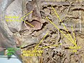 Hepatic vein