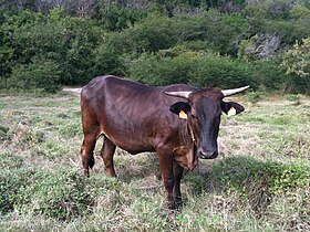 Image illustrative de l’article Créole (race bovine)