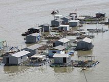 Fish farming in Vietnam. Houseboat rafts with rearing cages underneath.