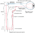 Sympathetic connections of the ciliary and superior cervical ganglia.