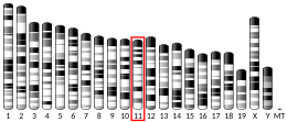 Chromosome 11 (souris)