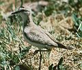 Thumbnail for File:Nesting Mountain Plover.jpg