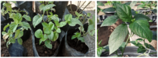 Leaves of S. tonkinensis seedlings