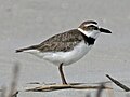 Thumbnail for Wilson's plover