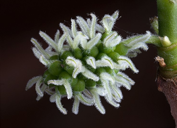 Female flowers of a monoecious variety of the Black Mulberry