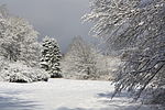 Forêt de Haye.