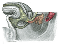 Tail end of human embryo thirty-two to thirty-three days old.