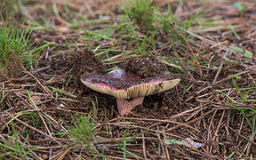 Lactarius rufus, un des champignons les plus « chauds »[11].