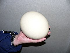 An ostrich egg