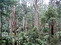 Eucalyptus regnans tré í Sherbrooke Forest, Victoria (Ástralíu)